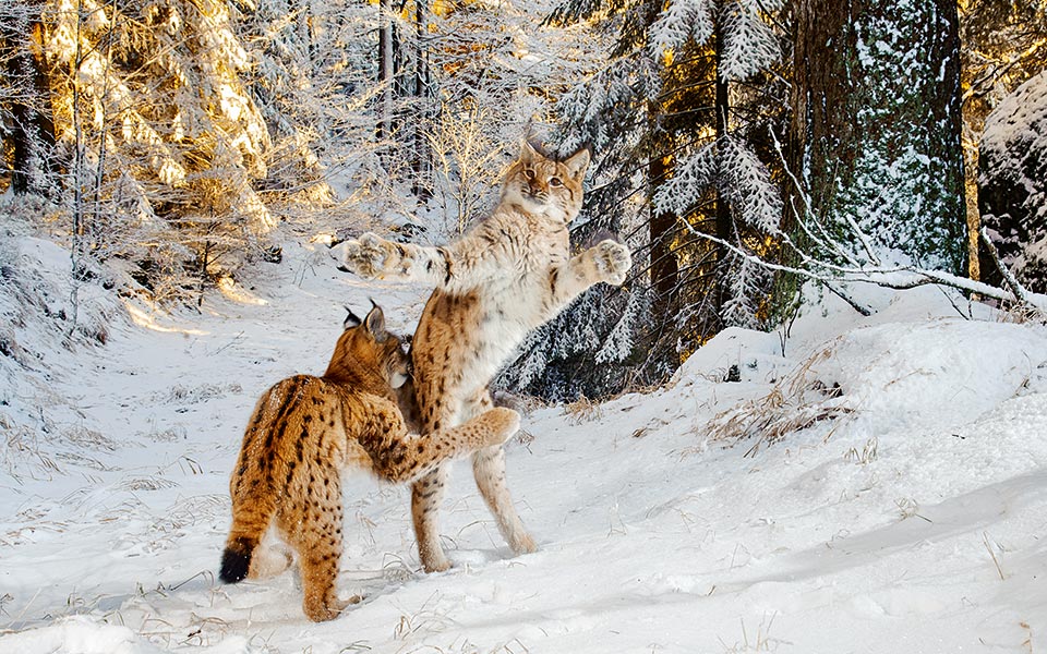 -julius-kramer---wildlife-photographer-of-the-year