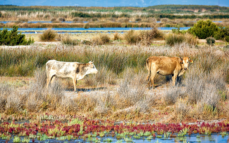 20180919_kathimerini-messologgi_1245