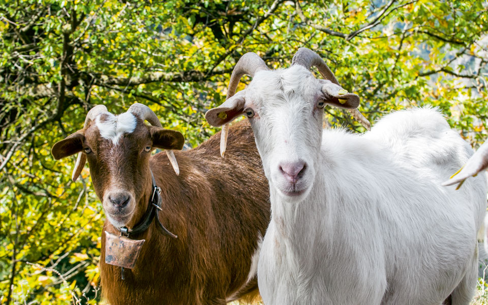 agrafa-022-agrafa-0277