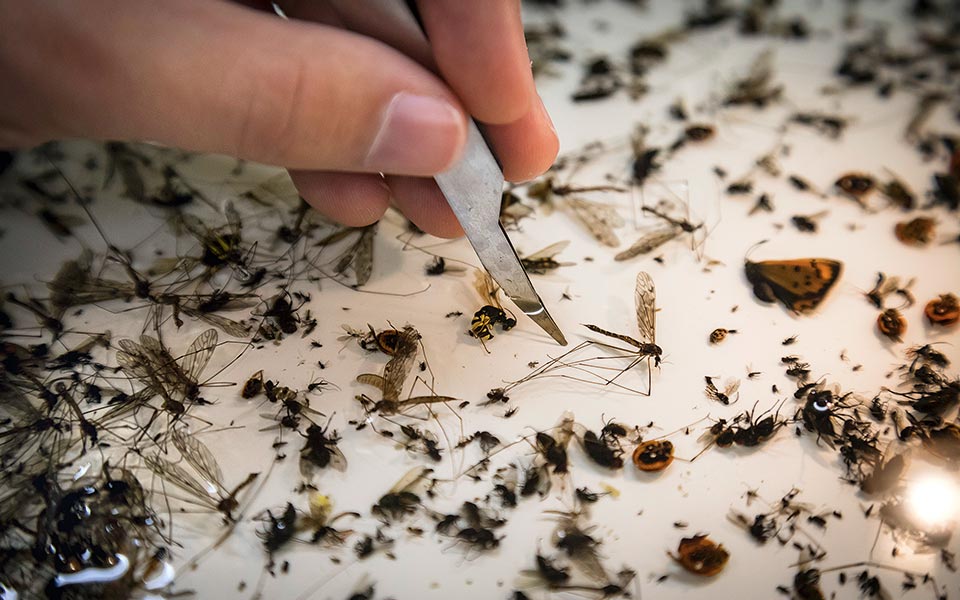 germany_insect_enthusiasts_2