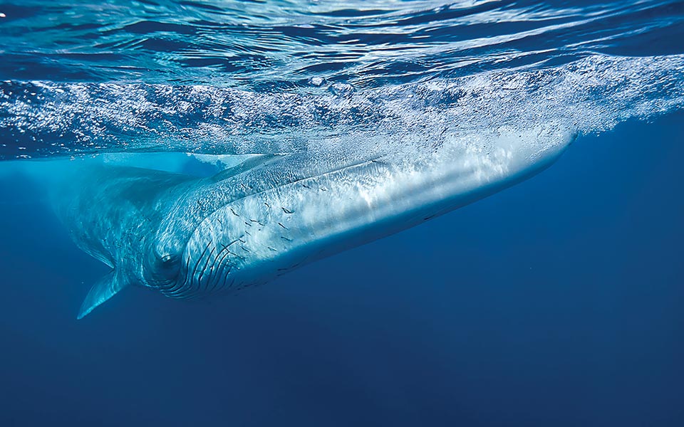 balaenoptera-physalus-frederic-bassemayouse---wwf