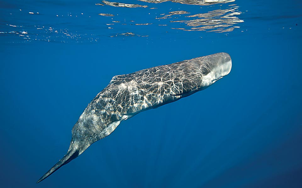 physeter-macrocephalus--frederic-bassemayousse-wwf