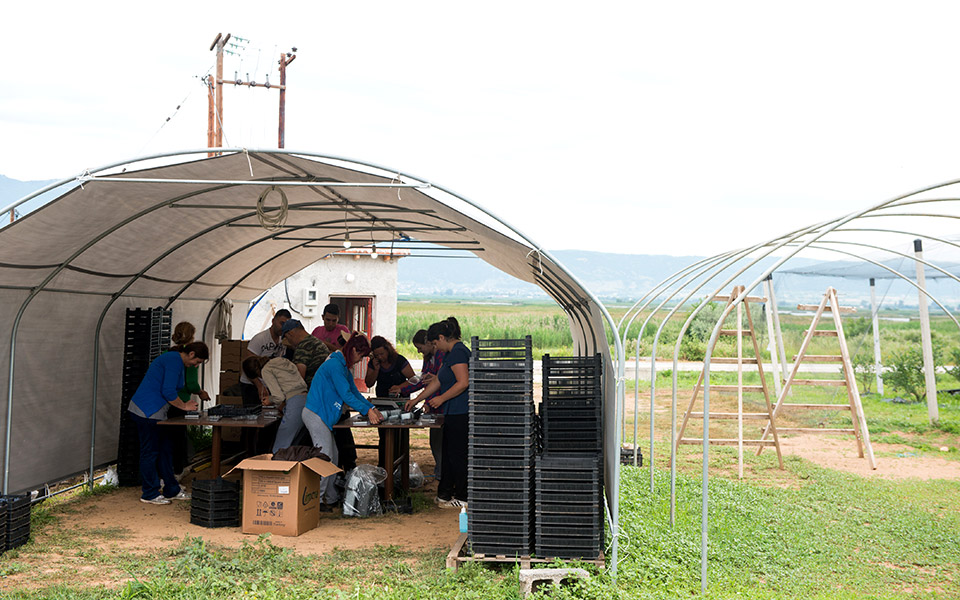 blueberry-anargiri-12