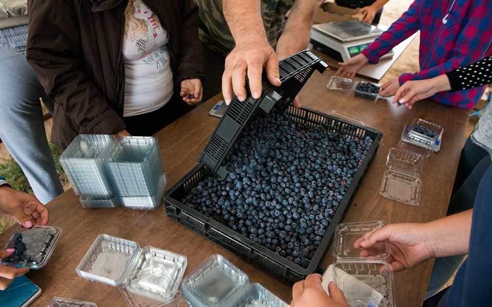 blueberry-anargiri-4