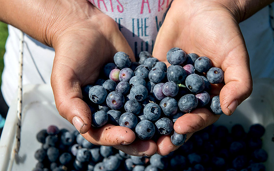 nor_blueberry_anargiri_51