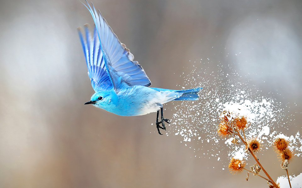 birds_in_flight_0058079564_large