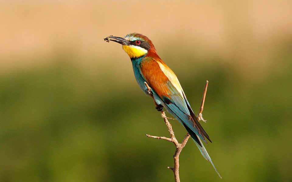 melissofagos_ornithologiki_ivaylozafirov