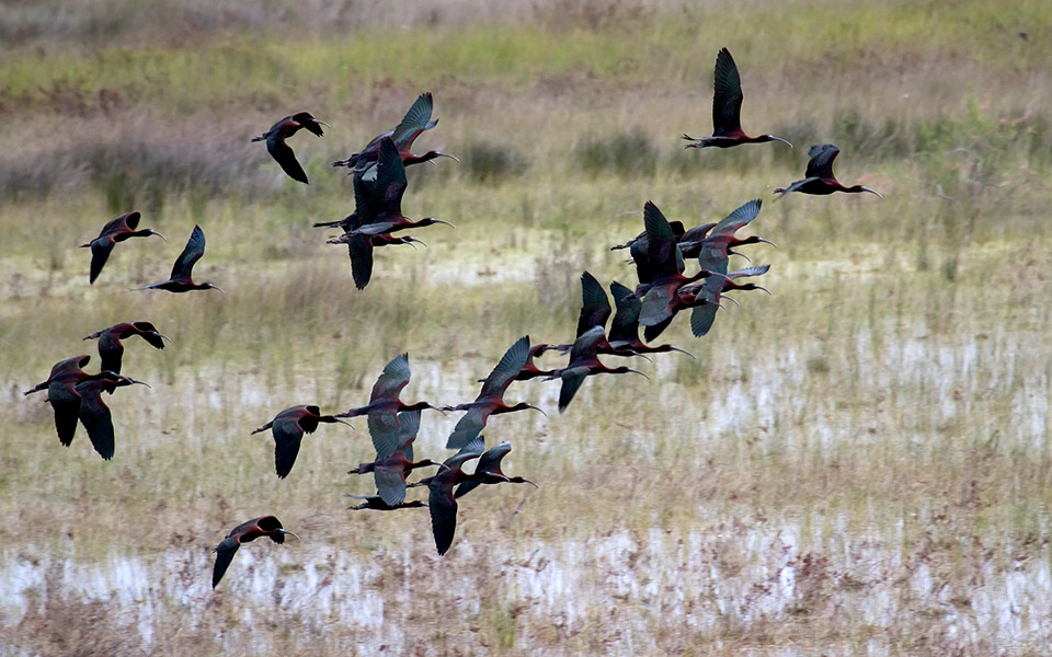 plegadis-falcinellus_xalkokota-sxinias-g-alexandris-110419