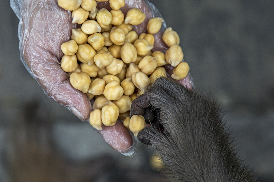 Ελεημοσύνη 