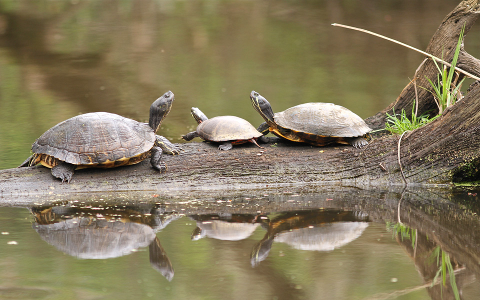 Υγρότοποι: μια ιστορία για το νησί μου-1