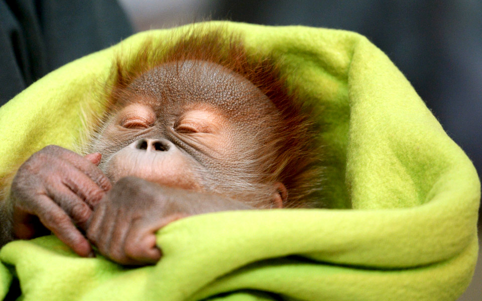 Ένα όμορφο μωρό!-1