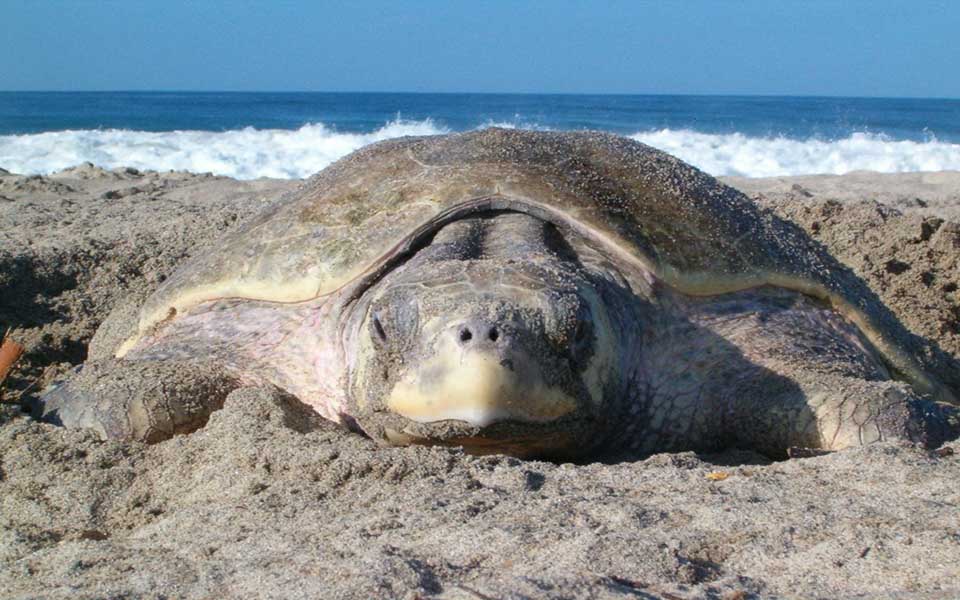 Καρεττίστας και Τορτουχίτας-1