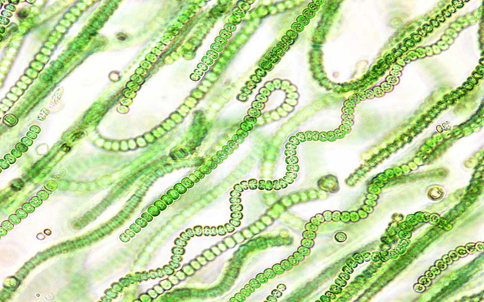 Προϊστορικά πλάσματα ζουν ανάμεσά μας!-3