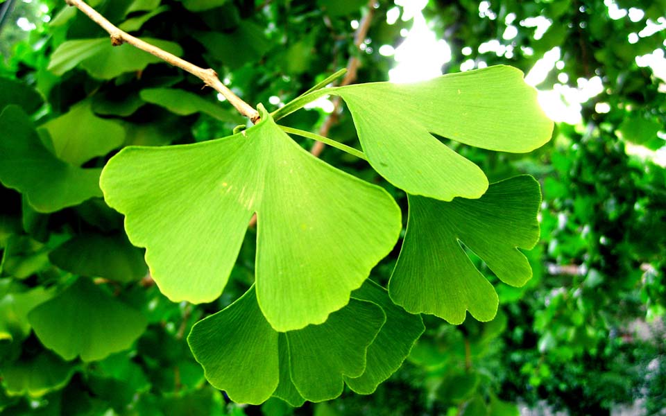 Προϊστορικά πλάσματα ζουν ανάμεσά μας!-2
