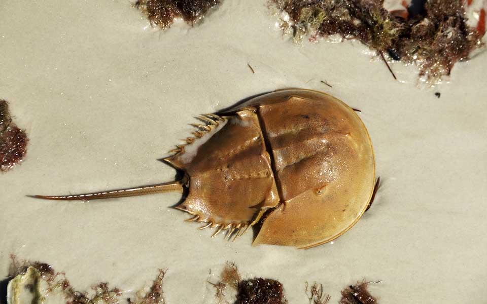 Προϊστορικά πλάσματα ζουν ανάμεσά μας!-1