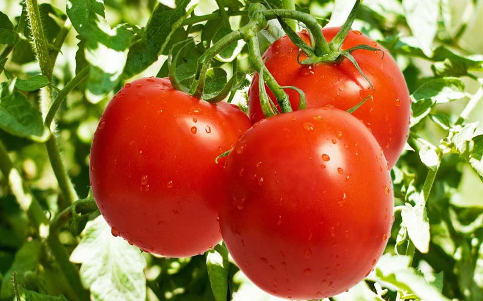 Η ντομάτα είναι φρούτο ή λαχανικό;-1