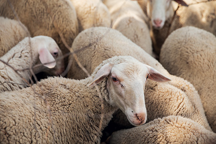 Σπύρος Χρυσούλας: Ο παθιασμένος βιοκαλλιεργητής-2