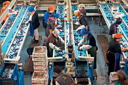 Τα κεράσια του «Αγίου Λουκά»-1