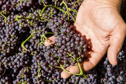 Βιολογικέs σταφίδεs… υπό σκιάν-1