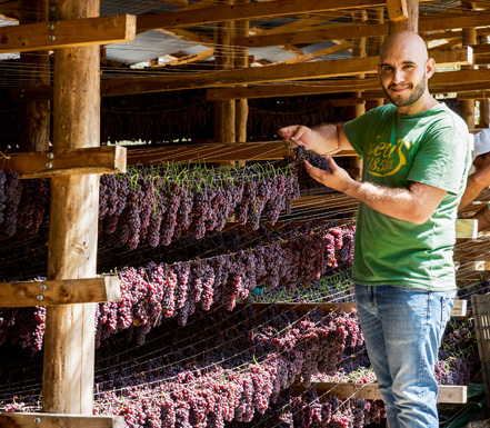 Βιολογικέs σταφίδεs… υπό σκιάν-2