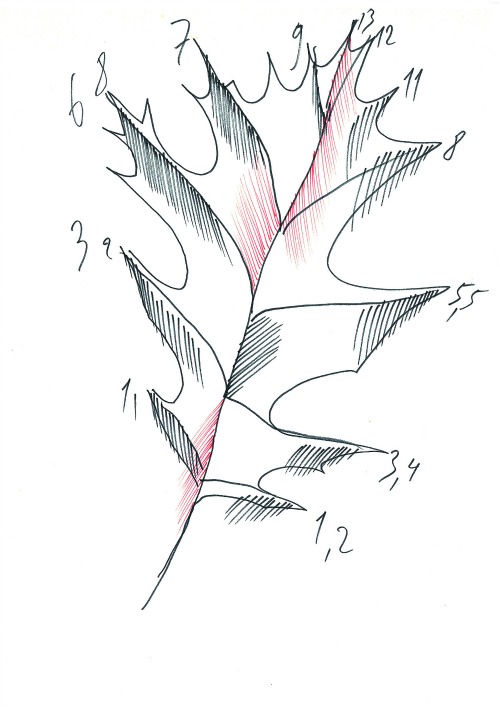 Φύση & φόρμα-3