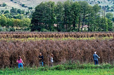 Αροσις: Όσπρια με υπογραφή-2