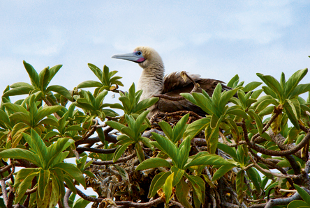 Η Νήσος του Μπάουντι-1