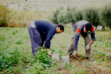 Βιολογικά βότανα από συριανά χωράφια-1