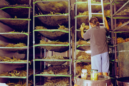 Βιολογικά βότανα από συριανά χωράφια-2