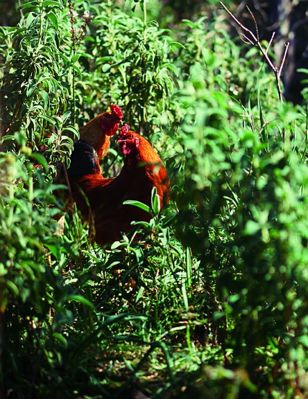Τα φτερά του μύθου-4