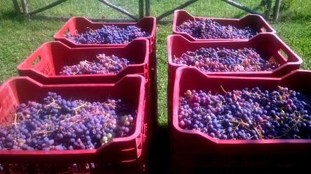 Ο πρώτος αμπελώνας πόλης… απέδωσε-1