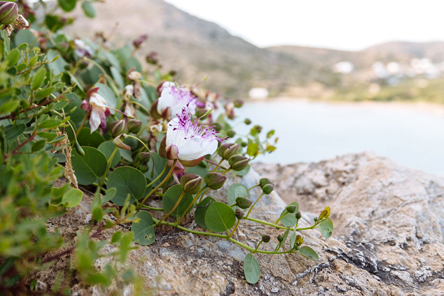 Syros GrEATings – Η Σύρος στο Πιάτο σου-1