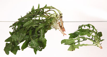 Ο θησαυρός των ελληνικών χόρτων-1