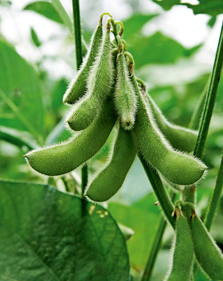 Σάλτσα σόγιας: Από  την Ασία με αλάτι-2