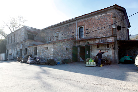 Μυτιληνιό ελαιόλαδο, ξανθό ελαφρύ και αρωματικό-1