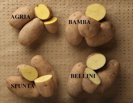 Οι γευστικές πατάτες Νευροκοπίου-1