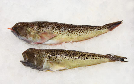 9 Νόστιμα ψάρια για θεσπέσιες ψαρόσουπες-6