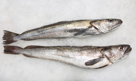 9 Νόστιμα ψάρια για θεσπέσιες ψαρόσουπες-4