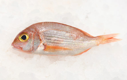 9 Νόστιμα ψάρια για θεσπέσιες ψαρόσουπες-8