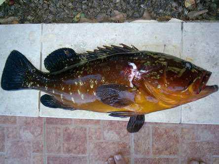 9 Νόστιμα ψάρια για θεσπέσιες ψαρόσουπες-1