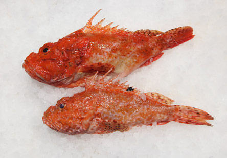 9 Νόστιμα ψάρια για θεσπέσιες ψαρόσουπες-9