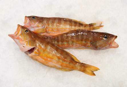 9 Νόστιμα ψάρια για θεσπέσιες ψαρόσουπες-7