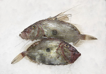 9 Νόστιμα ψάρια για θεσπέσιες ψαρόσουπες-5