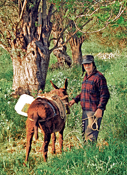 Χίος: άνοιξη στη μυροβόλο-1