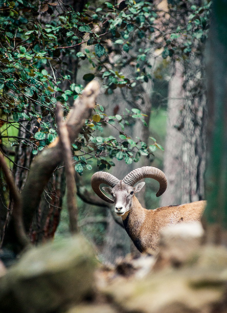 Όρος Τρόοδος: Εκεί που φυτρώνουν οι λατζιές-1