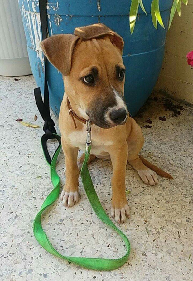 Βρήκα έναν σκύλο…-1