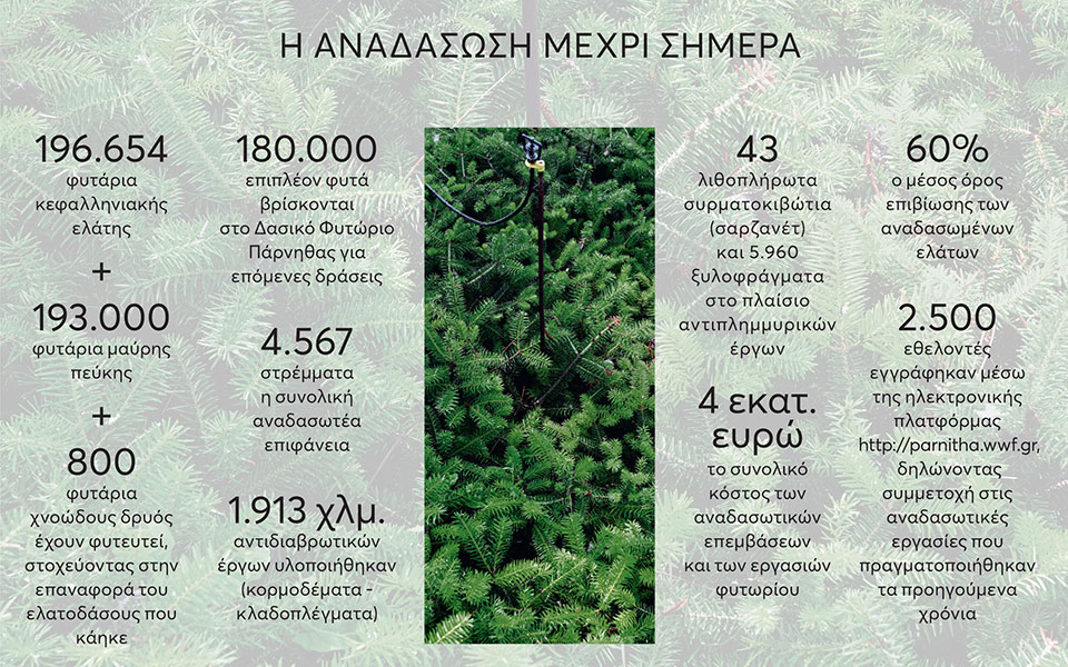 Το χρονικό μιας αναγέννησης: Δέκα χρόνια μετά, η Πάρνηθα ελπίζει ξανά-1