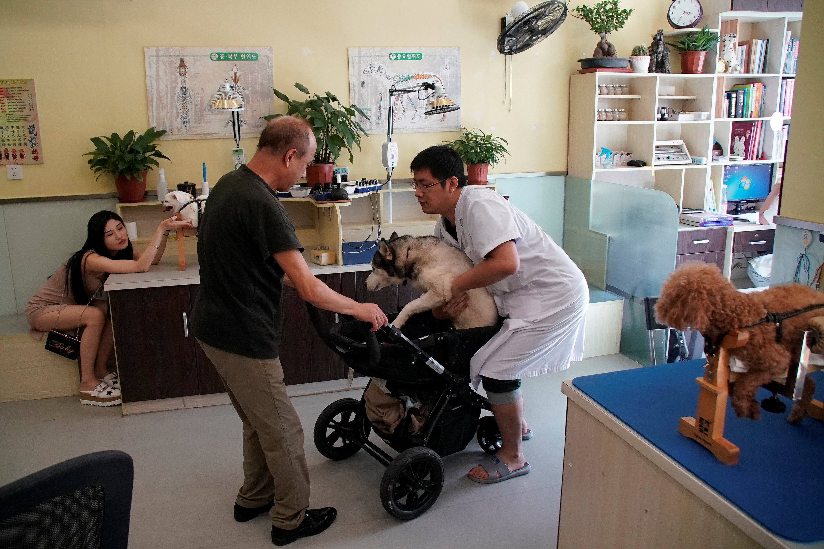 Κίνα: Βελονισμός για κατοικίδια-5