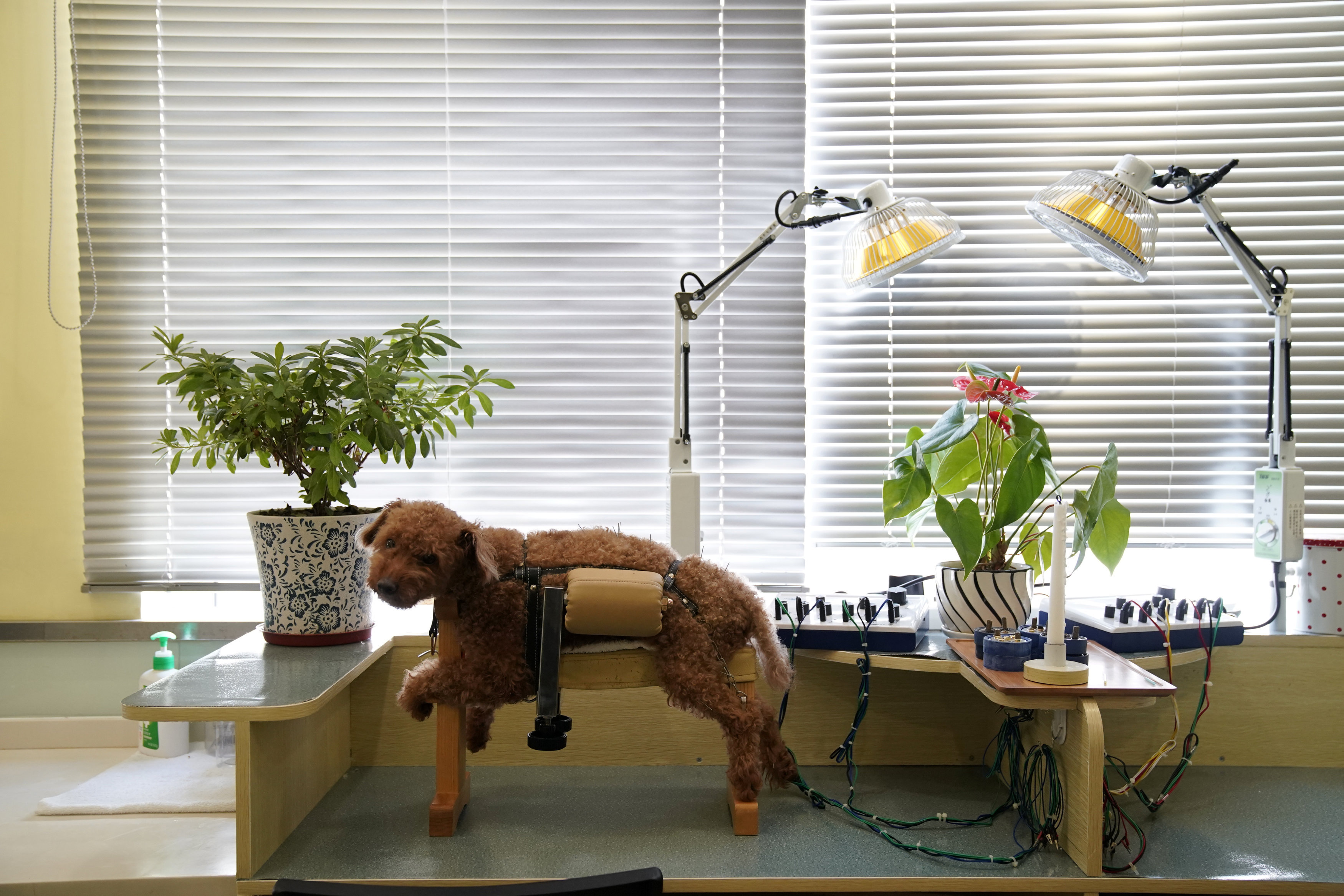 Κίνα: Βελονισμός για κατοικίδια-6