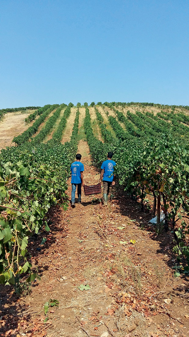 Οινοτουρισμός – Μια μέρα στο αμπέλι-6